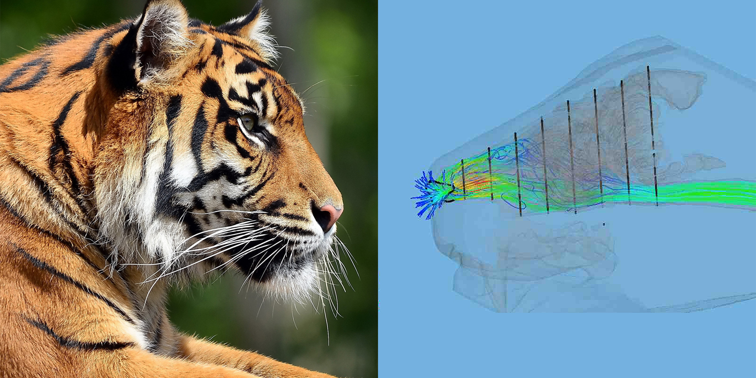 Collaboration between Dr. Alejandro Pérez and Flowgy for the paleophysiological and biomechanical study of extinct species.