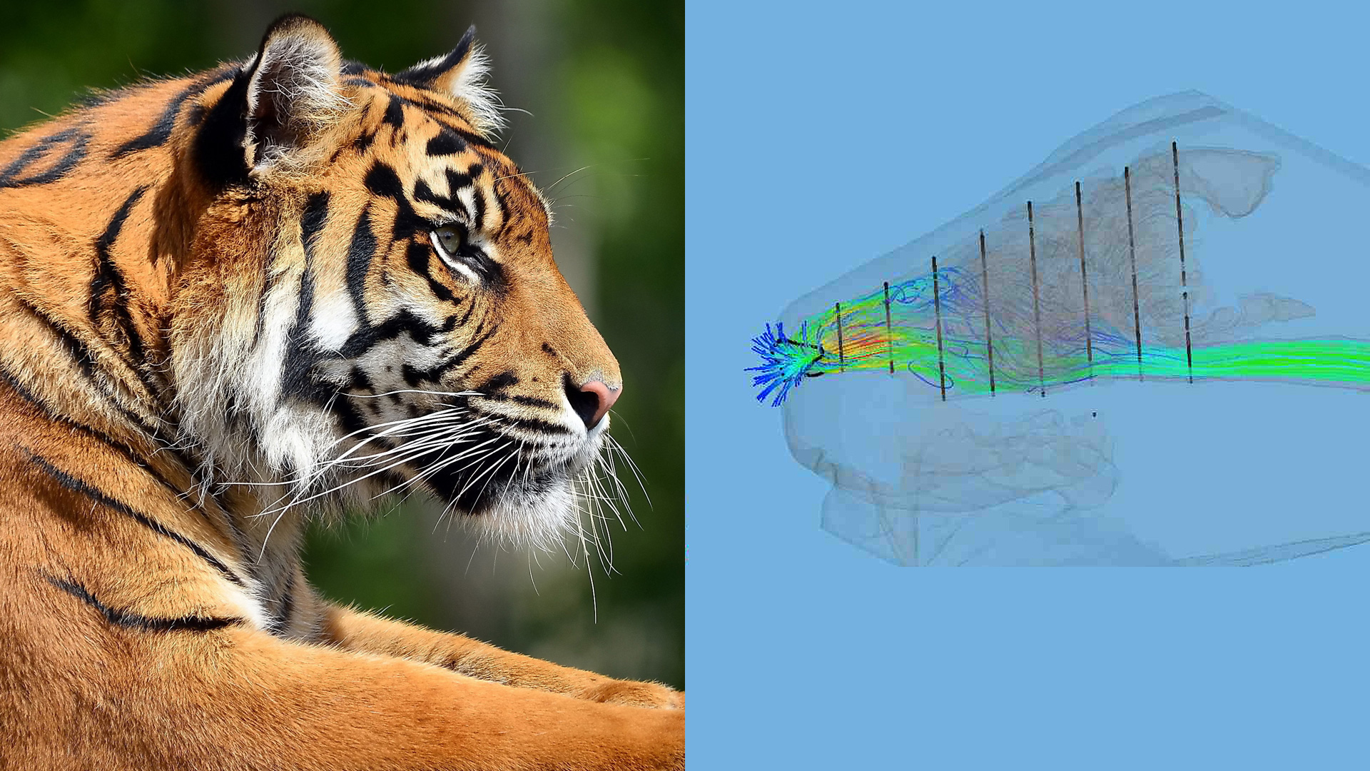 Collaboration between Dr. Alejandro Pérez and Flowgy for the paleophysiological and biomechanical study of extinct species.
