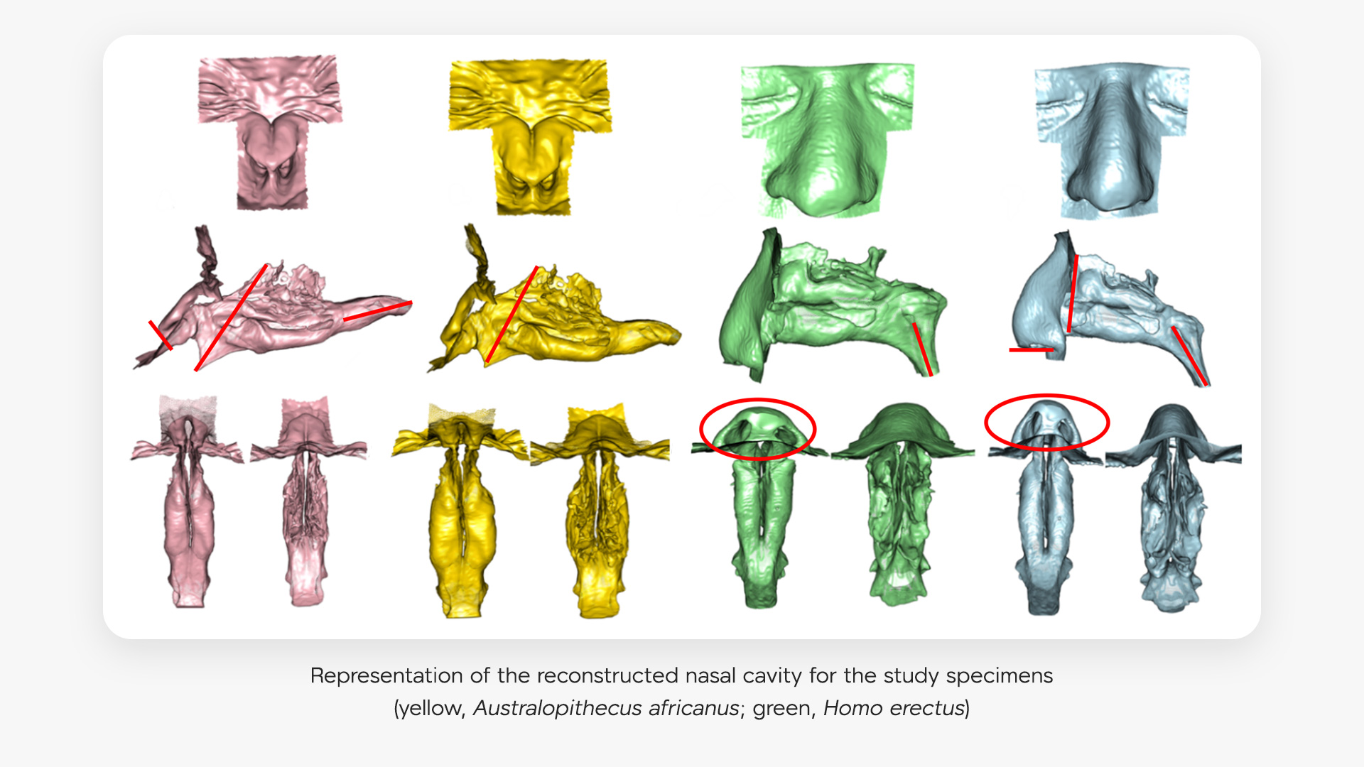 Representation of the reconstructed nasal cavity for the study specimens
(yellow, Australopithecus africanus; green, Homo erectus)