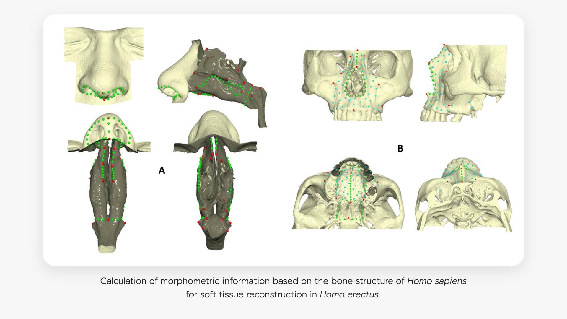 Calculation of morphometric information based on the bone structure of Homo sapiens
for soft tissue reconstruction in Homo erectus.